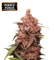 Purple Punch – Seed Stockers – Feminized