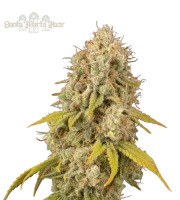 Santa Marta Haze – Seed Stockers – Feminized