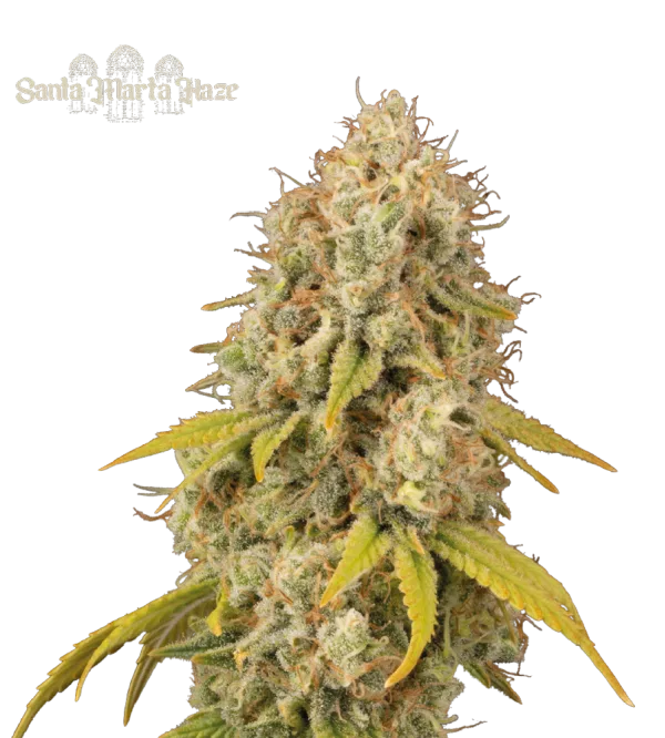 Santa Marta Haze – Seed Stockers – Feminized