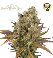 Santa Marta Haze Auto – Seed Stockers – Autoflowering