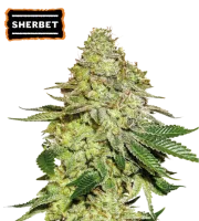 Sherbet – Seed Stockers – Feminized