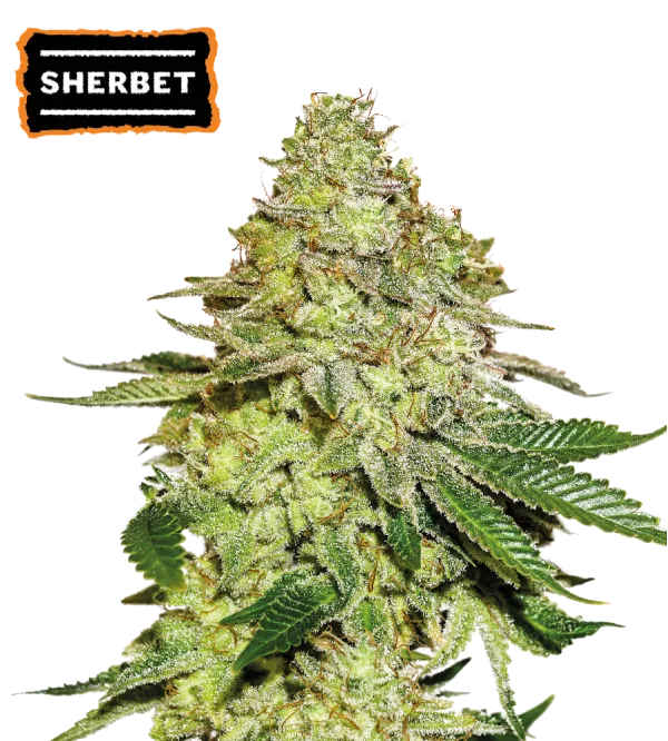 Sherbet – Seed Stockers – Feminized