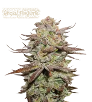 Sticky Fingers Auto – Seed Stockers – Autoflowering