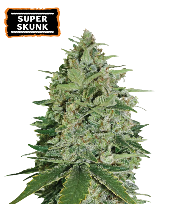 Super Skunk – Seed Stockers – Feminized