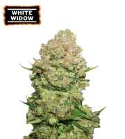 White Widow – Seed Stockers – Feminized
