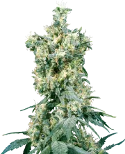 American Dream – Sensi Seeds – Regular