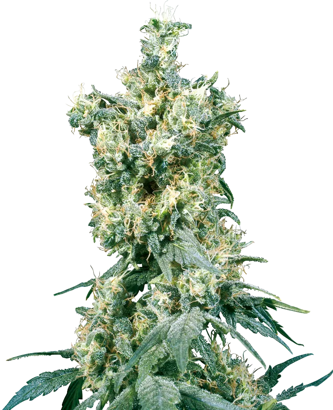American Dream – Sensi Seeds – Regular