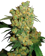 Big Bud – Sensi Seeds – Feminized
