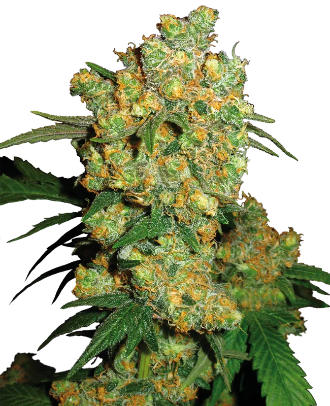 Big Bud – Sensi Seeds – Feminized