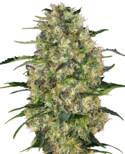 Black Domina – Sensi Seeds – Regular