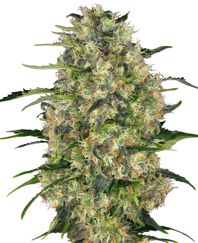 Black Domina – Sensi Seeds – Regular