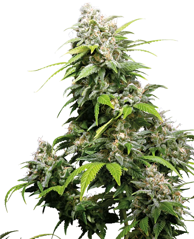 California Indica – Sensi Seeds – Regular