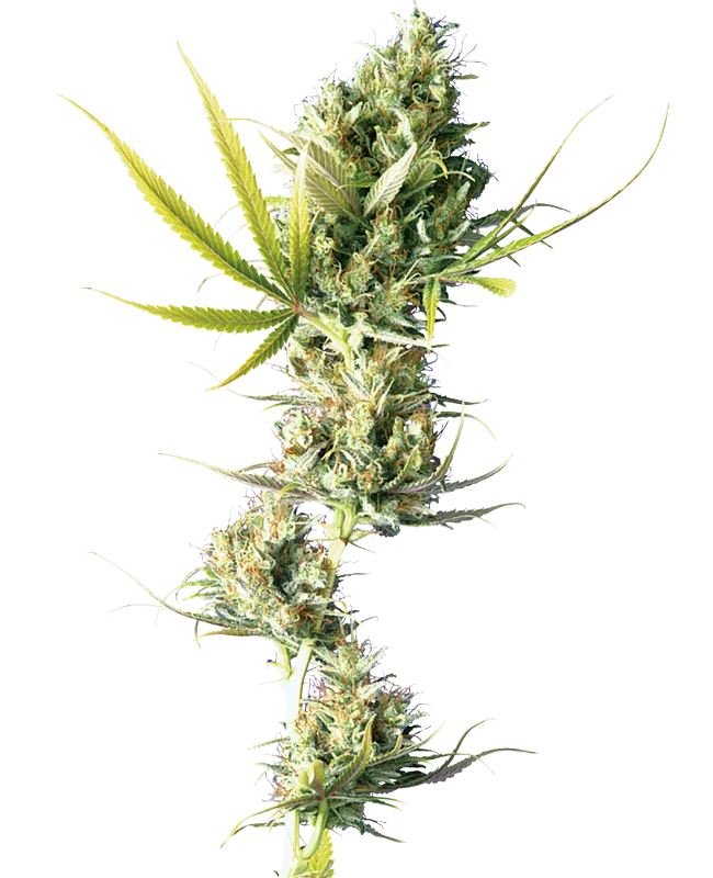 Durban – Sensi Seeds – Regular