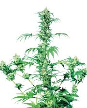 Early Girl – Sensi Seeds – Regular