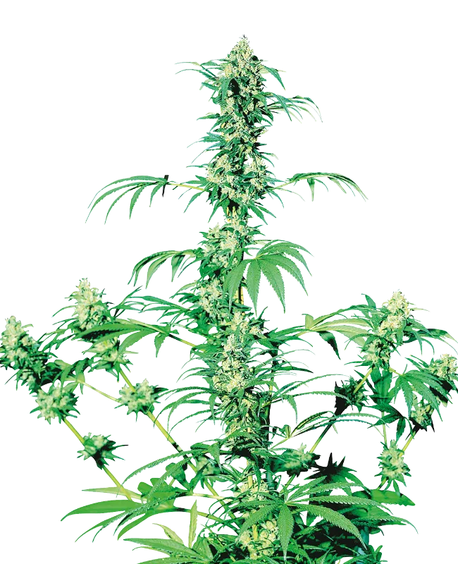 Early Girl – Sensi Seeds – Regular