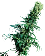 Early Pearl – Sensi Seeds – Regular