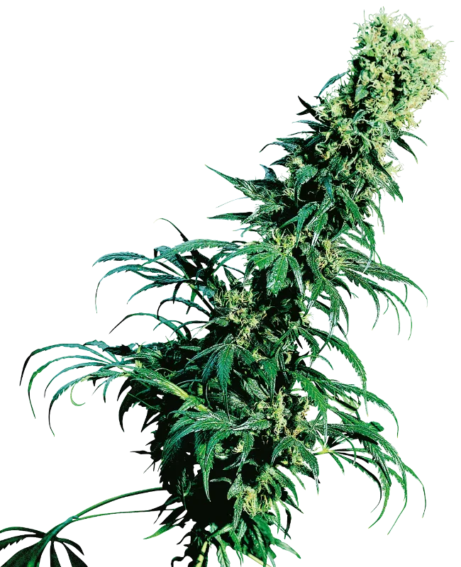 Early Pearl – Sensi Seeds – Regular