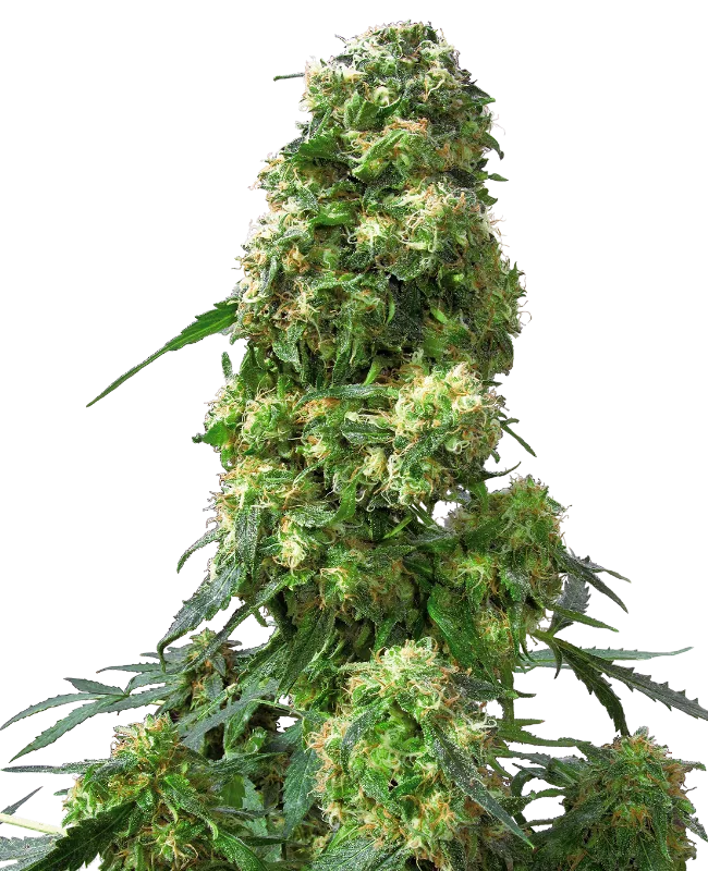 Early Skunk – Sensi Seeds – Regular