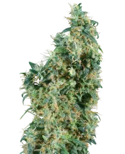 First Lady – Sensi Seeds – Regular