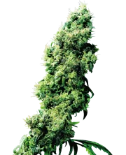 Four Way – Sensi Seeds – Regular