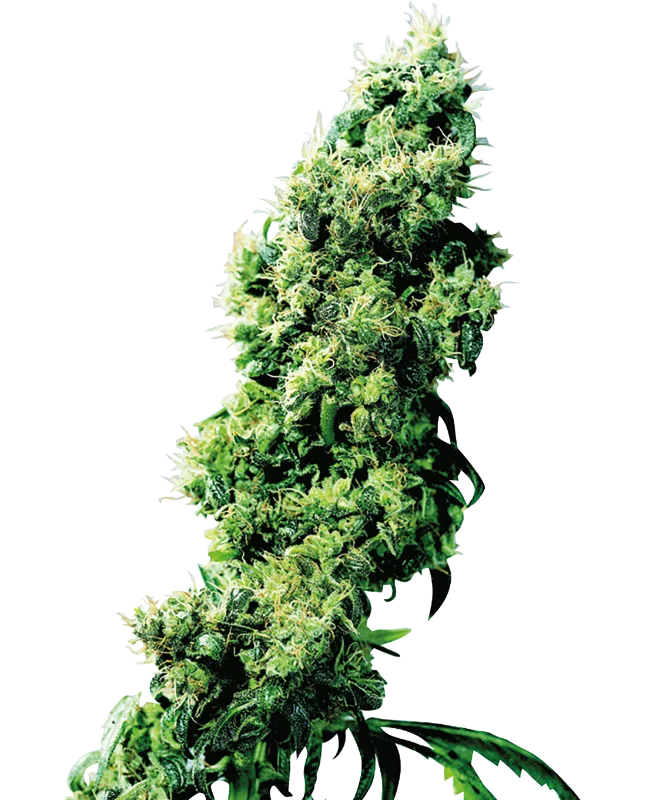 Four Way – Sensi Seeds – Regular