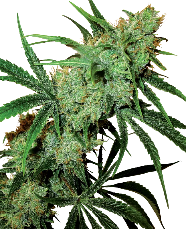 Fruity Juice – Sensi Seeds – Regular