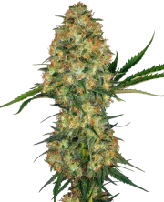Hindu Kush – Sensi Seeds – Regular