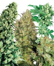 Indoor Mix – Sensi Seeds – Regular
