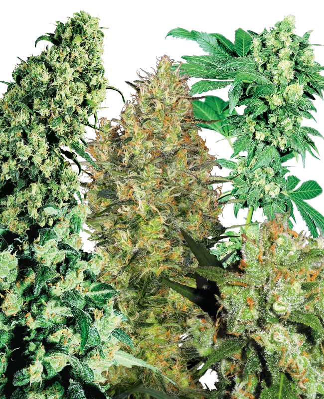 Indoor Mix – Sensi Seeds – Regular