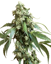 Jack Flash – Sensi Seeds – Regular