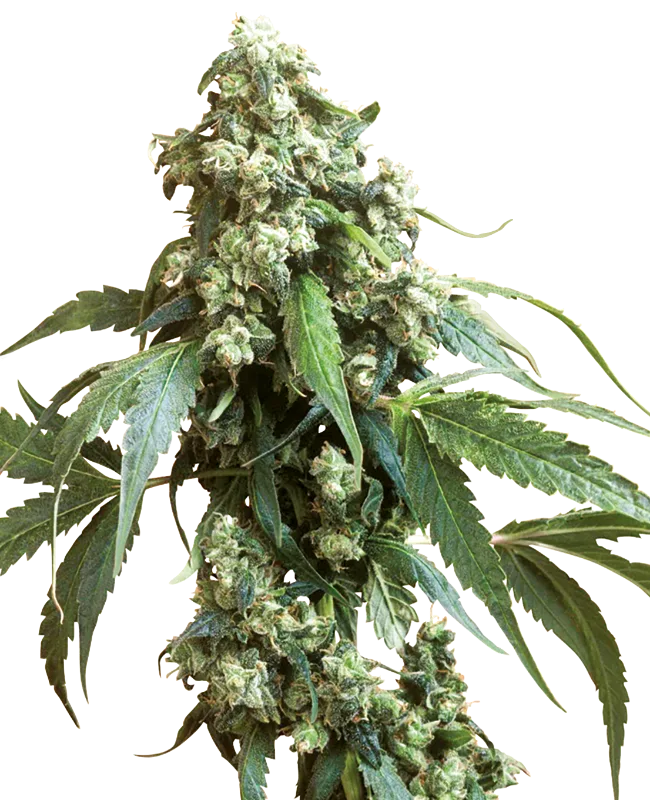 Jack Flash – Sensi Seeds – Regular