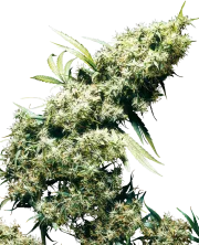Jamaican Pearl – Sensi Seeds – Regular
