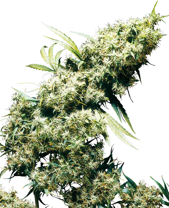 Jamaican Pearl – Sensi Seeds – Regular