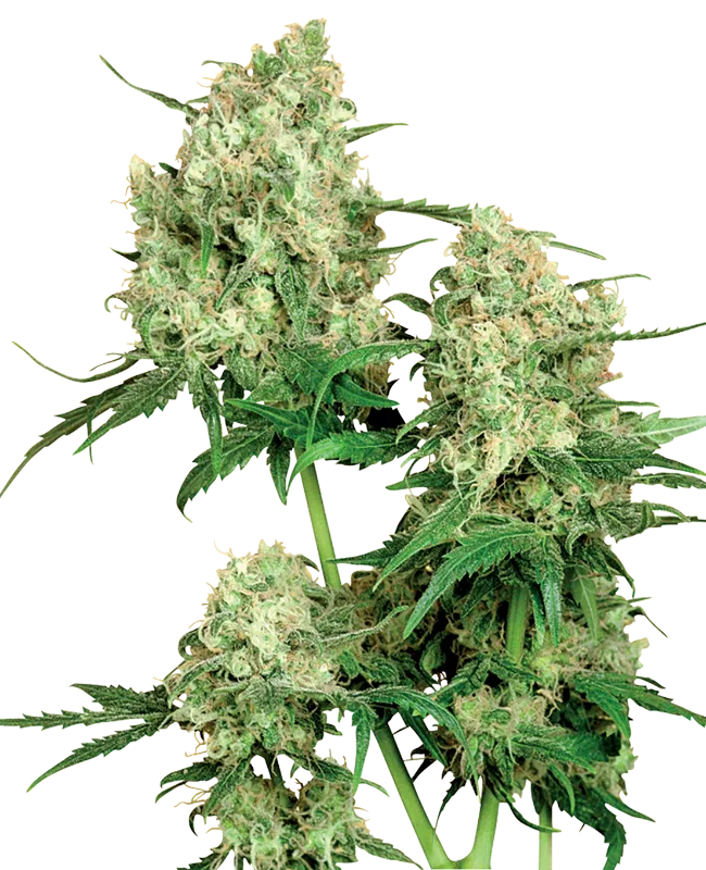 Maple Leaf Indica – Sensi Seeds – Regular