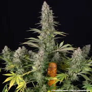 Pineapple Chunk