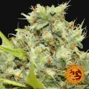 Pineapple Chunk