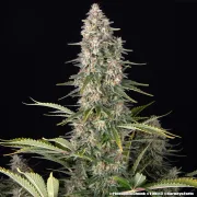 Pineapple Chunk