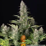 Pineapple Chunk