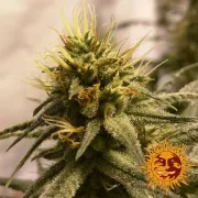 Pineapple Chunk