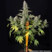 Pineapple Chunk