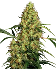 Mexican Sativa – Sensi Seeds – Regular