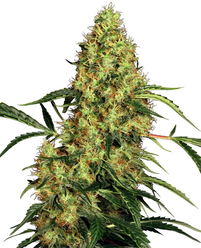Mexican Sativa – Sensi Seeds – Regular