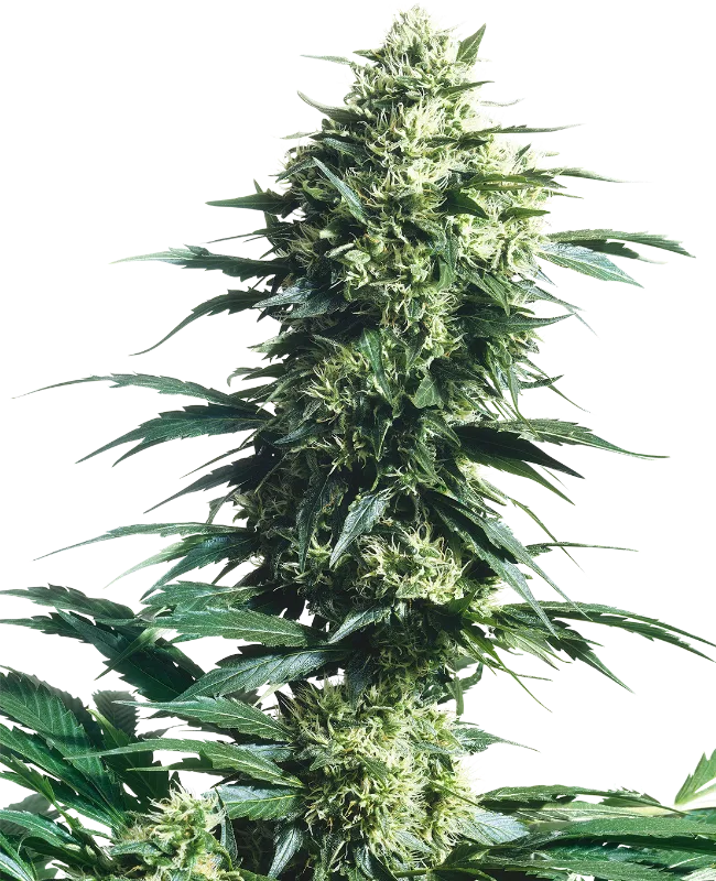 Mother's Finest – Sensi Seeds – Regular