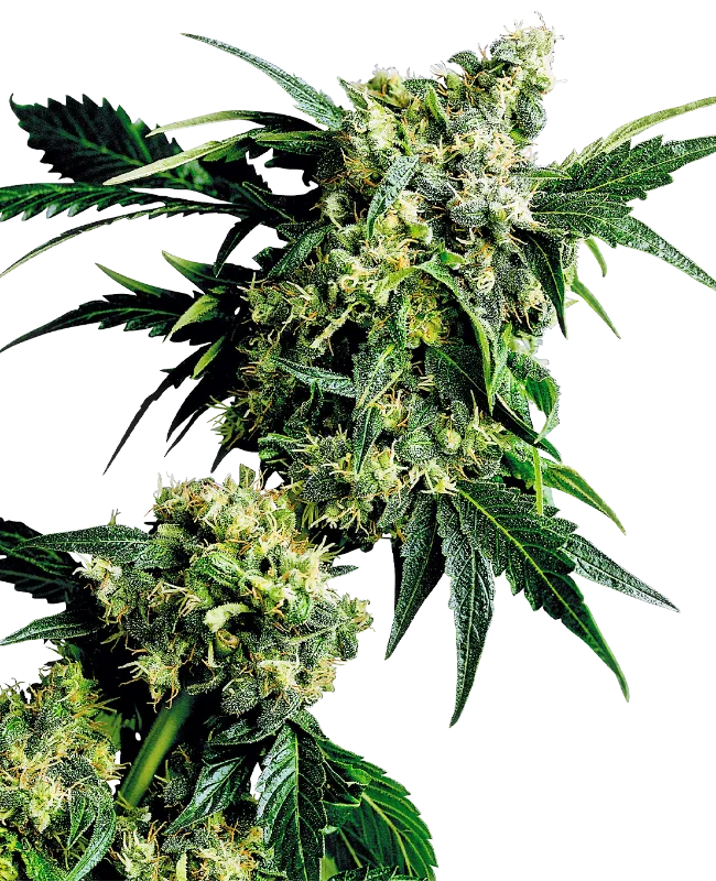 Mr Nice G13 x Hash Plant – Sensi Seeds – Regular