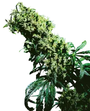 Northern Lights 5 x Haze – Sensi Seeds – Feminized