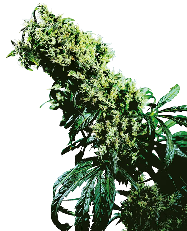 Northern Lights 5 x Haze – Sensi Seeds – Feminized