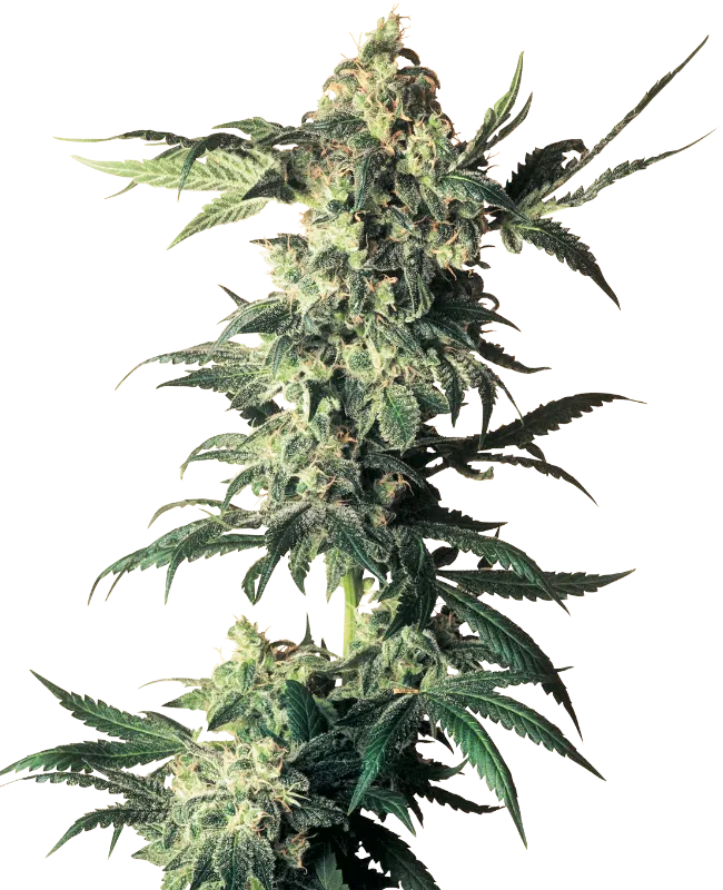Northern Lights – Sensi Seeds – Regular