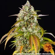 Pineapple Express Auto