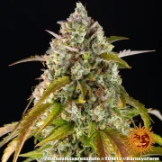 Pineapple Express Auto