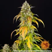 Pineapple Express Auto